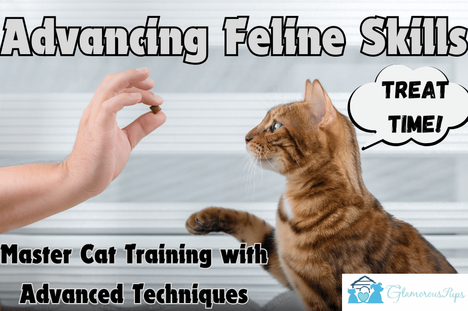 Advancing Feline Skills: Mastering Cat Training with Advanced Techniques