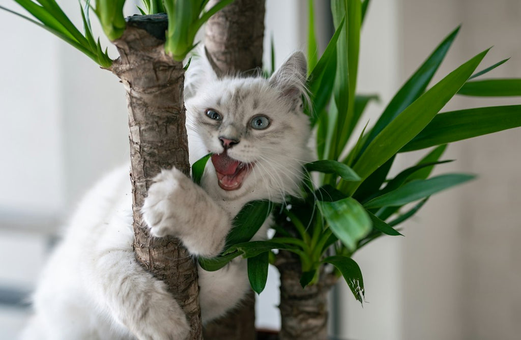 The Purrfect Perch: A Guide to Choosing the Best Cat Tree for Your Feline Friend