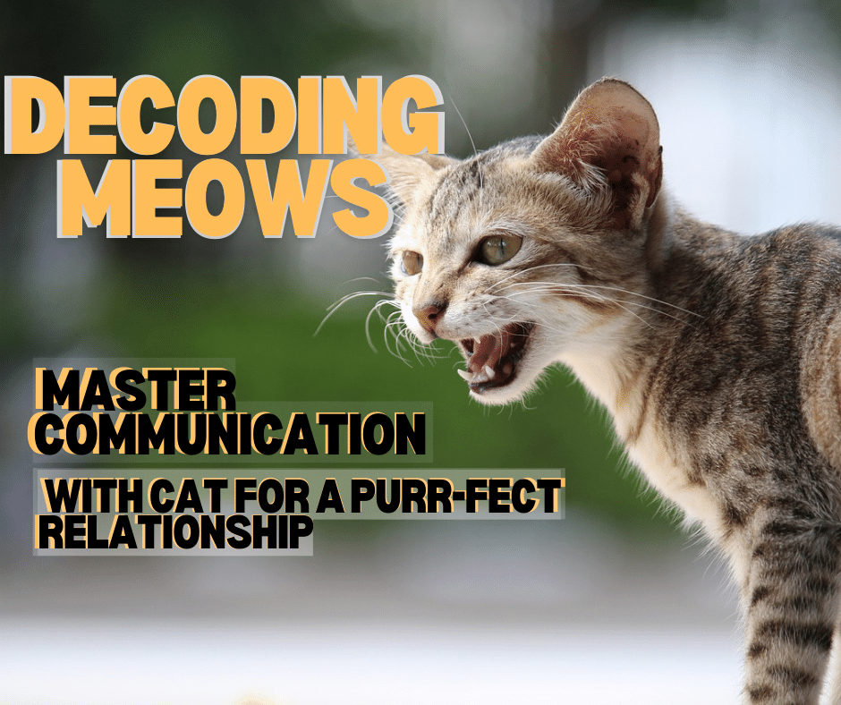 Decoding Meows: Mastering Cat Communication for a Purr-fect Relationship