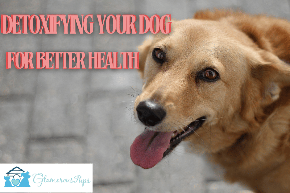 Purifying Pooches: A Holistic Guide to Detoxifying Your Dog for Better Health https://glamorouspups.com/blogs/a-glamorous-paw-life/purifying-pooches-a-holistic-guide-to-detoxifying-your-dog-for-better-health