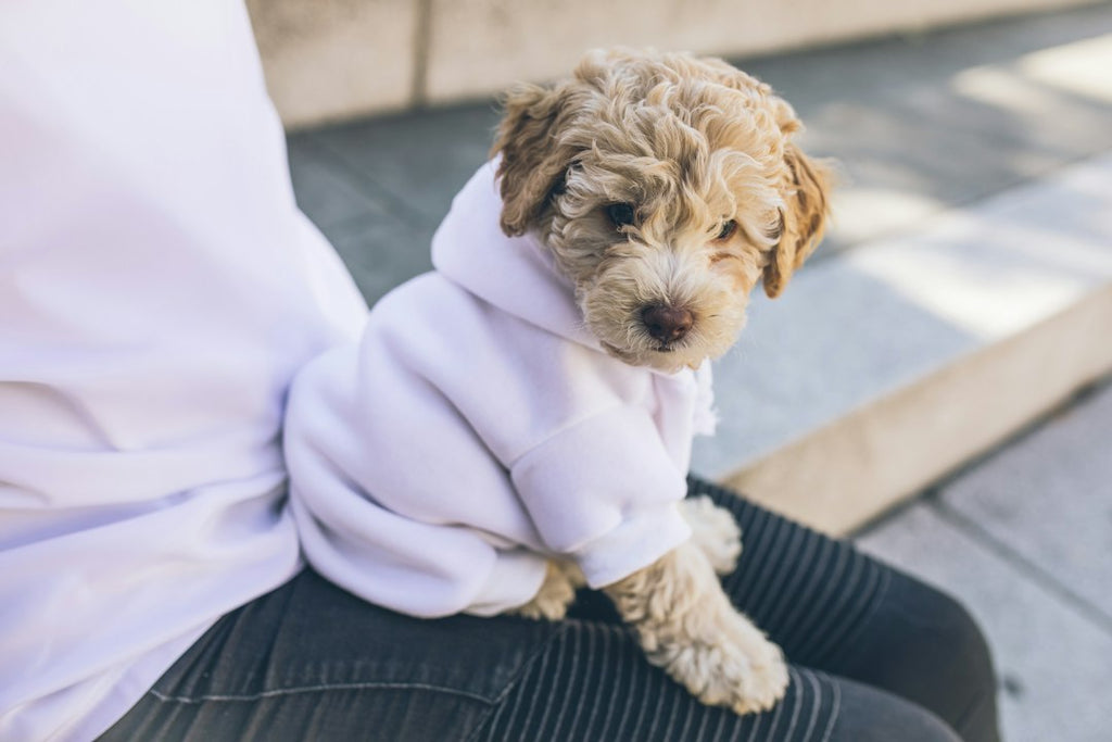 Dress to Impress: A Guide to Dog Apparel Trends and Styles