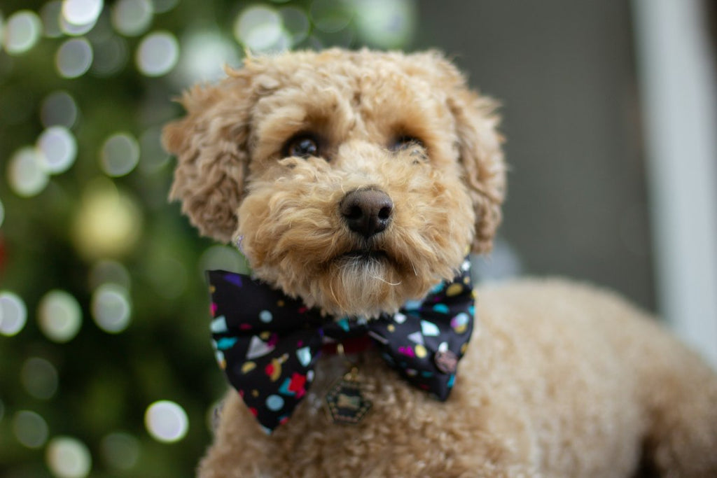 The Pawsome World of Pet Fashion: From Furry Fashionistas to Eco-Friendly Trends