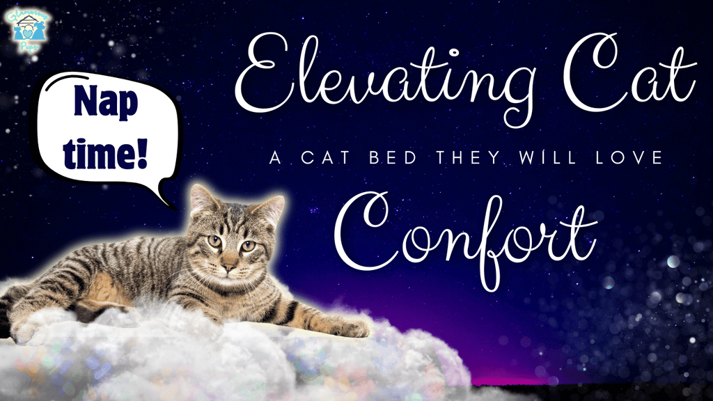 Special Comfort Solutions for Cats: Innovative Beds & Relaxation Ideas