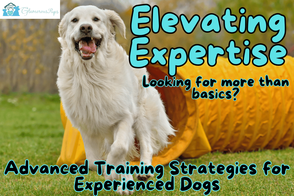 Elevating Expertise: Advanced Training Strategies for Experienced Dogs