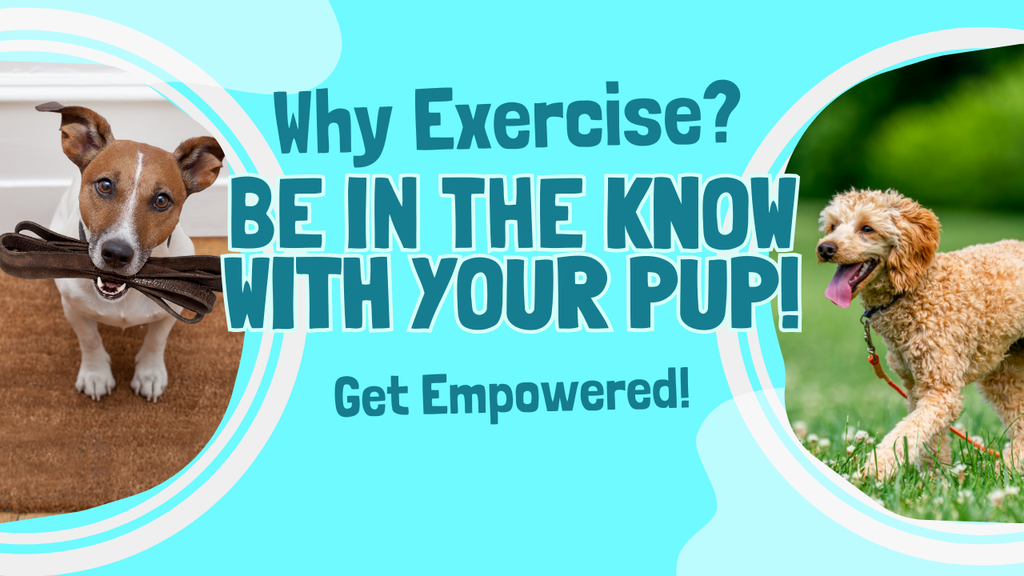 Health Benefits of Regular Exercise: Keep Your Pup Happy & Fit!