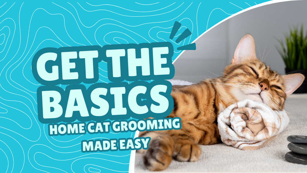 🐾✨ Cat Grooming Basics: Easy Tips for Happy, Healthy Kitties! ✨🐾