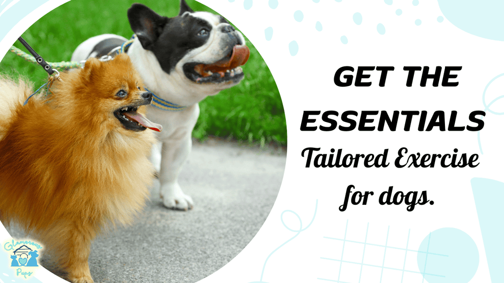 Essential Exercise Tips for All Dog Owners: Keep Your Pup Happy, Healthy, and Fit!