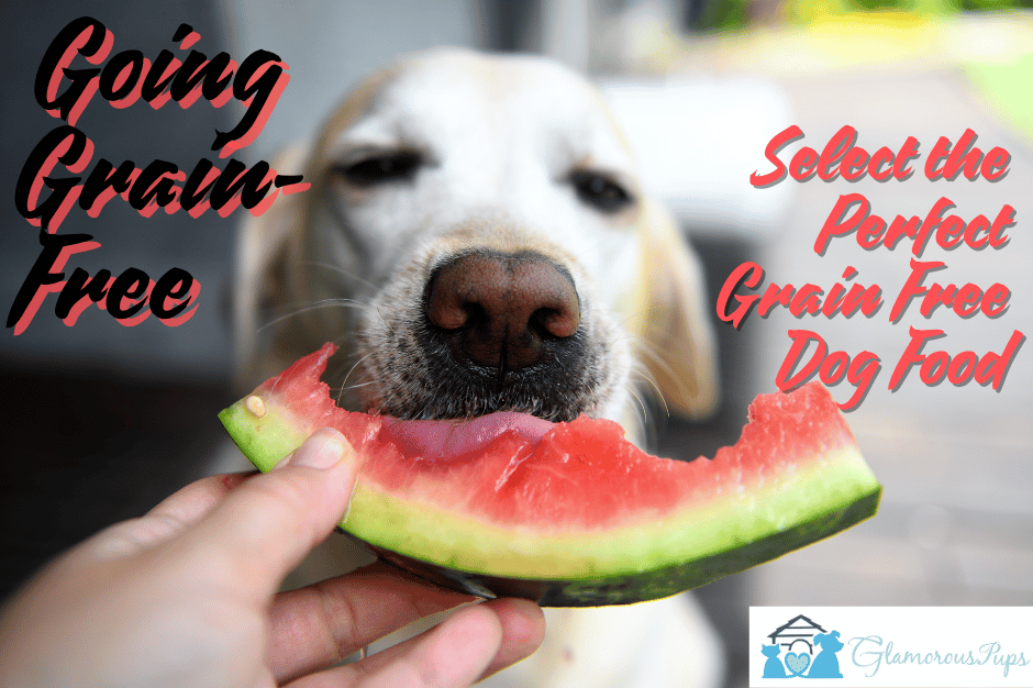 Going Grain-Free: Selecting the Perfect Dog Food