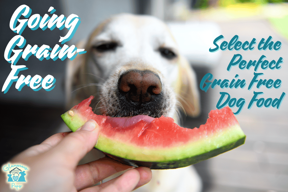 Choosing Grain-Free: Find the Perfect Dog Food for Your Pup