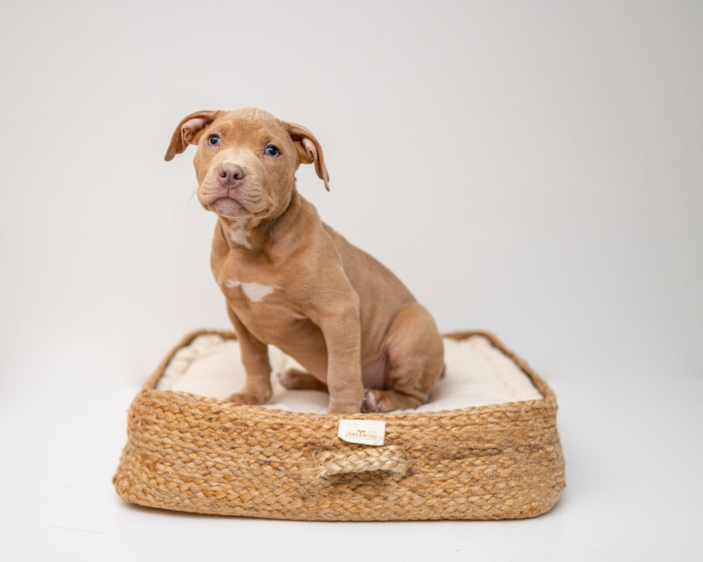 Improving Your Dogs Sleep and Behavior with the Right Dog Bed