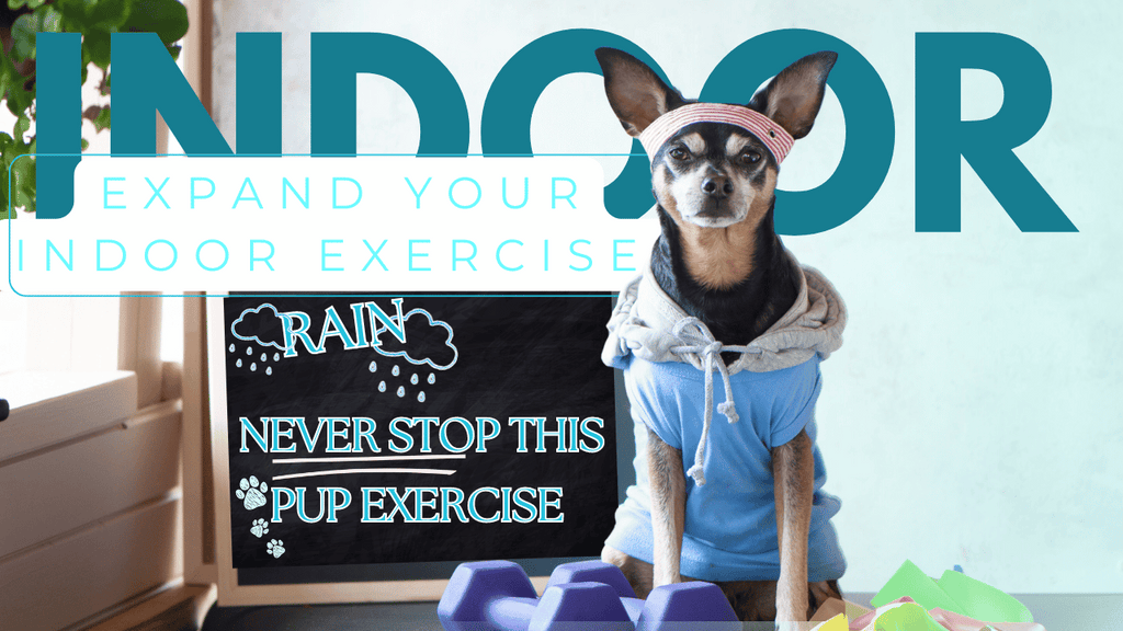 Rainy Day Fun: Creative Indoor Exercise Ideas for Your Pup!