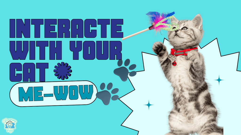 Boost Your Cat's Wellness: Fun Games for a Happy, Healthy Feline!