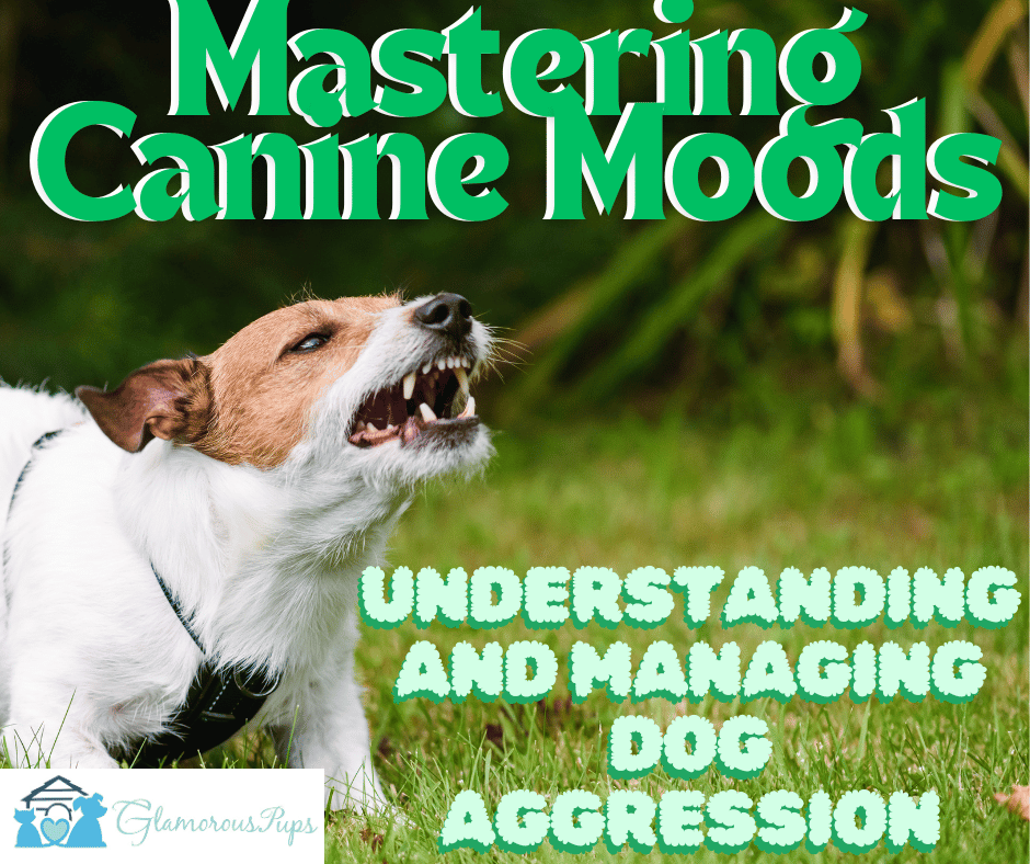 Mastering Canine Moods: Understanding and Managing Dog Aggression