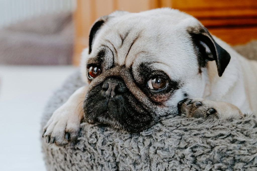 No Bone About It: The Best Types of Dog Beds