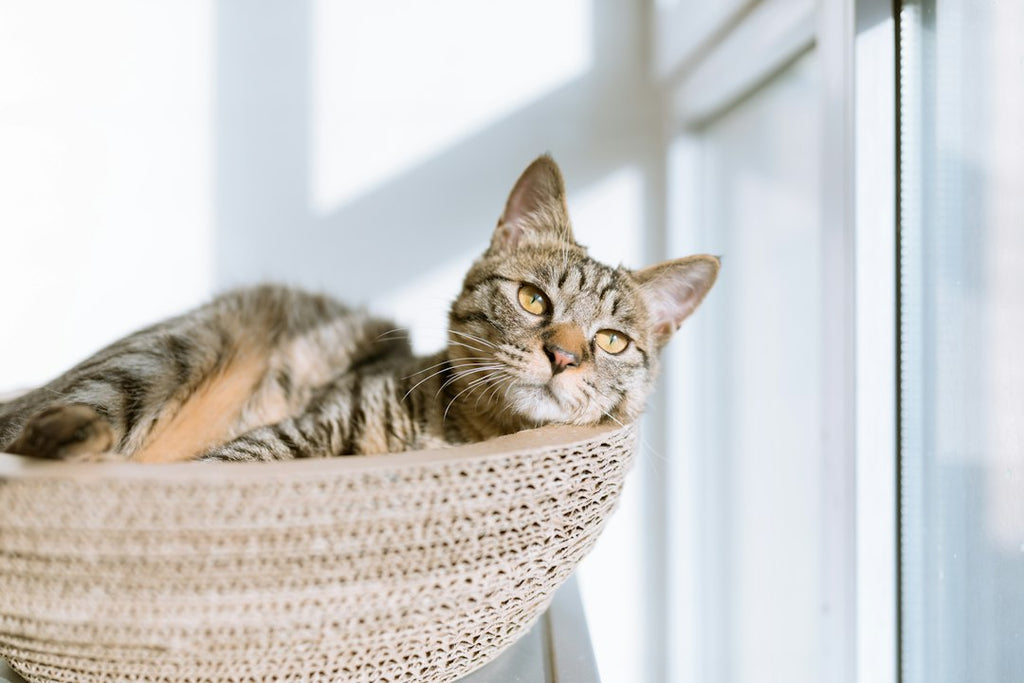 Enhancing Your Home and Enriching Your Cat: The Ultimate Guide to Real Wood Cat Trees