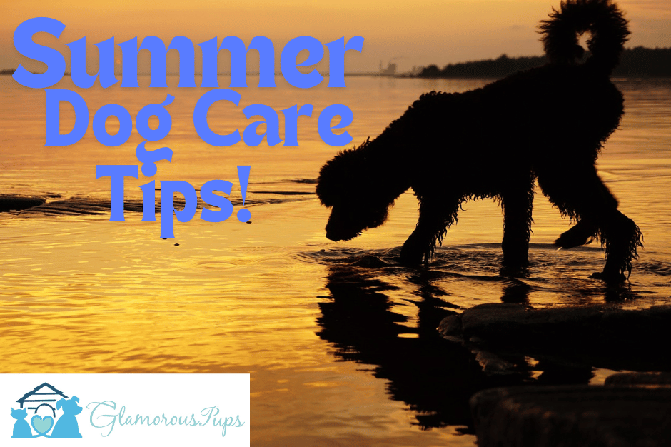 Summer Pup Prep: Tips for Keeping Your Dog Cool and Healthy