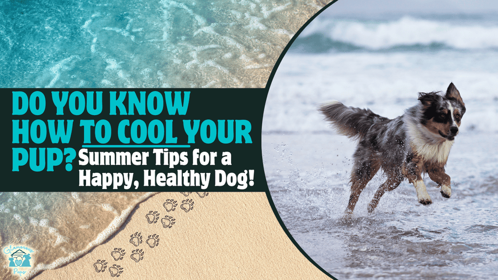 Chill Pup Tips: Keep Your Dog Cool and Happy This Summer!