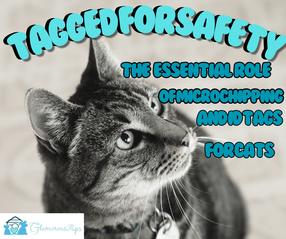 Tagged for Safety: The Essential Role of Microchipping and ID Tags For Cats