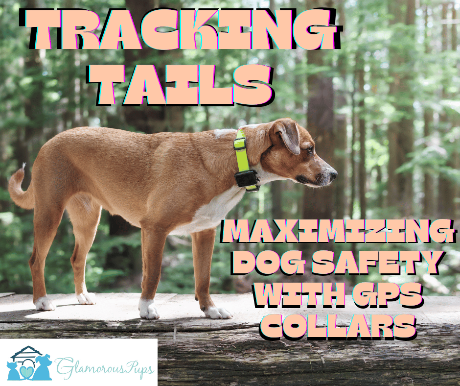 Tracking Tails: Maximizing Dog Safety With GPS Collars