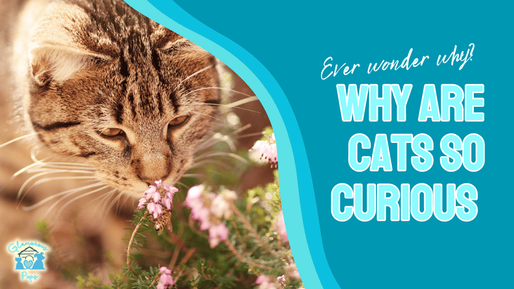 Understanding Feline Curiosity: Why Are Cats So Inquisitive?