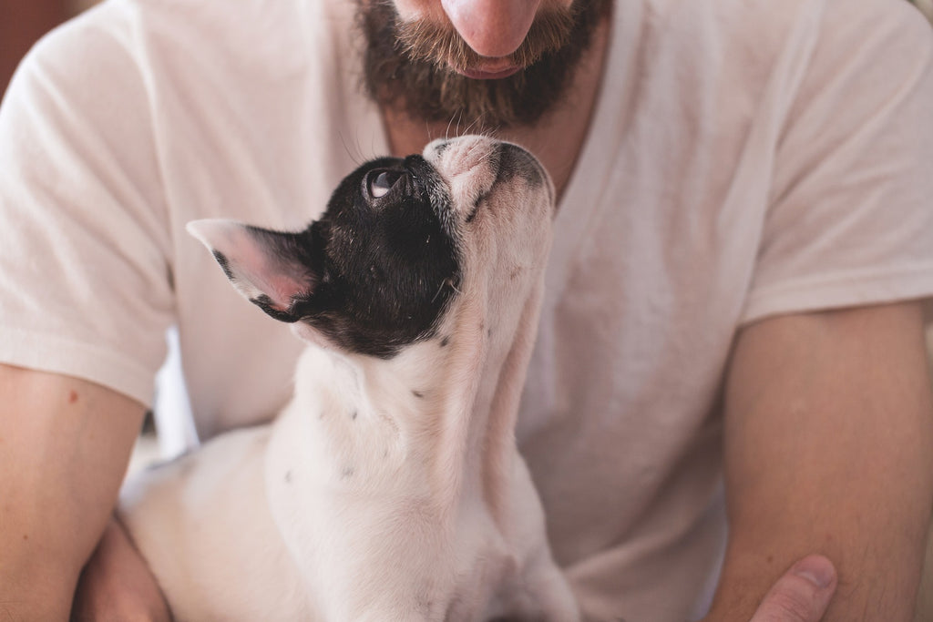 Nipping It in the Bud: A Handbook for Responsible Pet Ownership in Preventing Dog Bites
