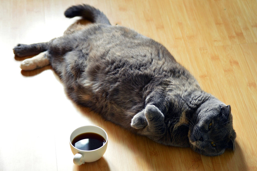 Revealing the Paw-fect Guide to Cat Obesity: Uncovering Causes, Risks, and Solutions