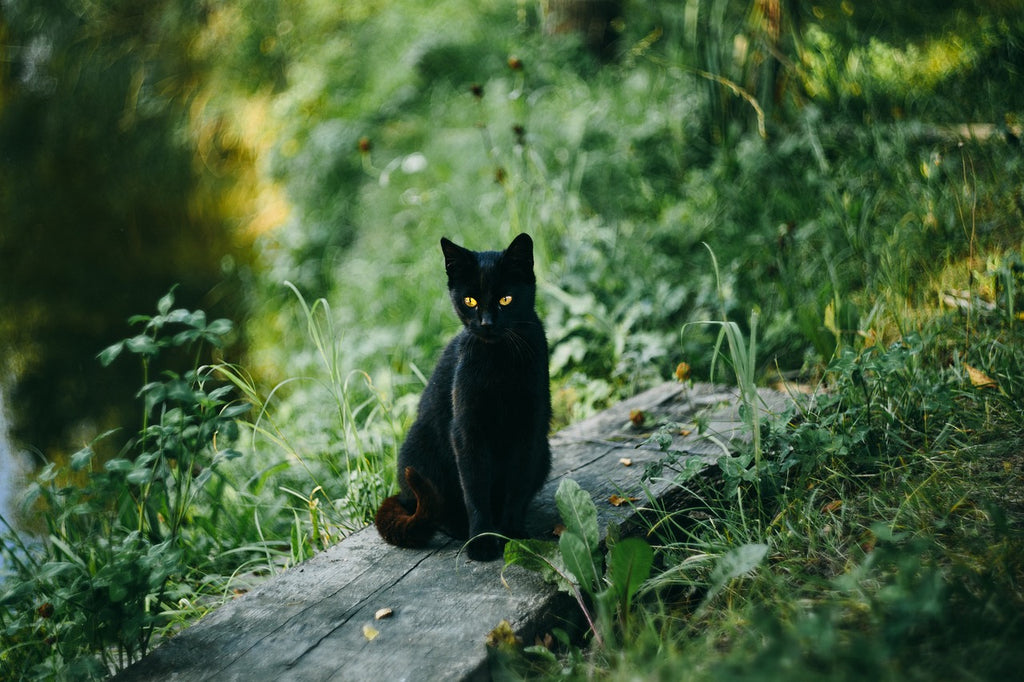 Whiskers in the Wild: Elevating Your Cat's Health and Happiness through Outdoor Adventures
