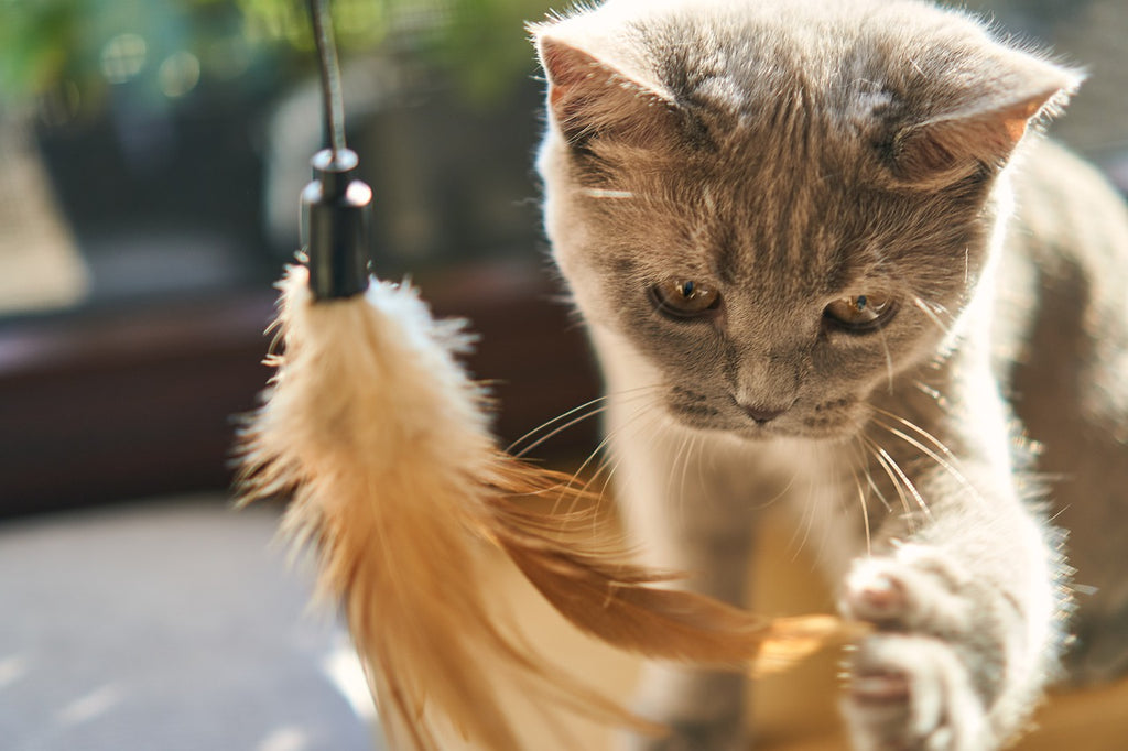 Paws and Play: Exploring the Impact of Interactive Cat Toys on Feline Friendships