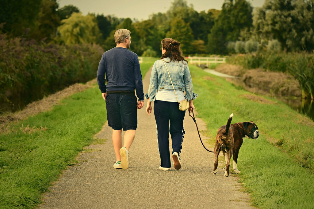 Paws for Wellness: Harnessing the Therapeutic Power of Dog Walks for Mental Health and Well-Being