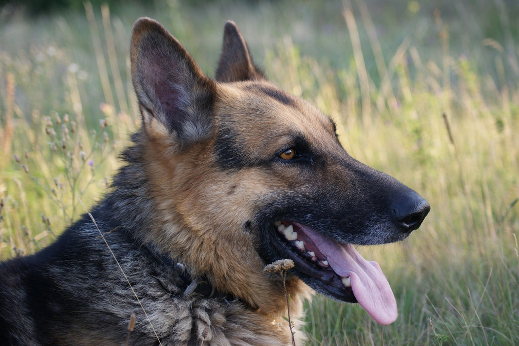 Guarding with Insight: Preventing Dog Bites - Wisdom from Veterinary Behaviorists