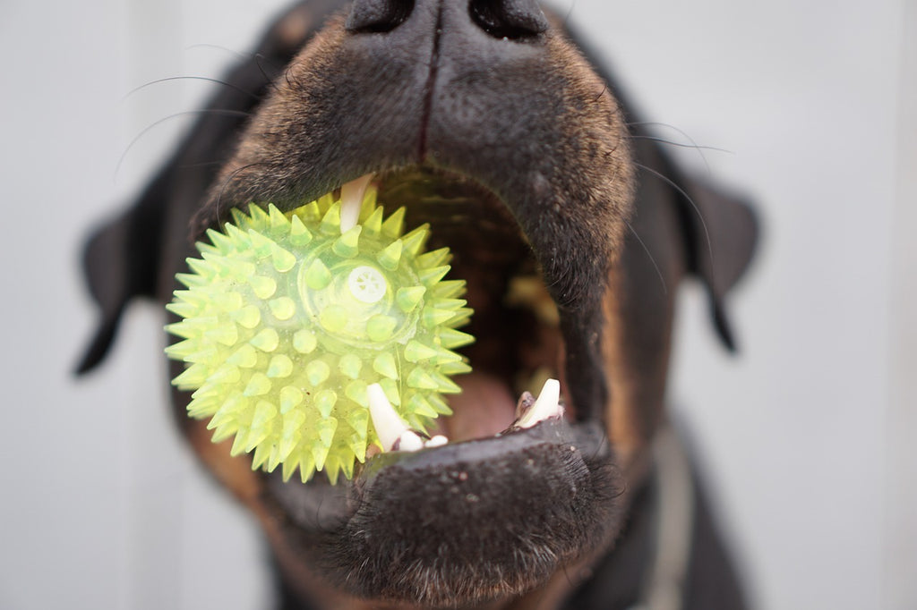 Chew Toys for Chompers: Promoting Dog Dental Health