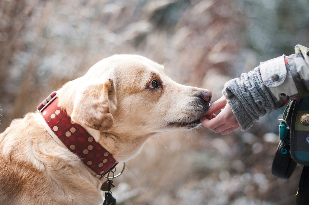 Homemade Hound Cuisine: Ultimate Recipes, Benefits, and Nutritional Tips