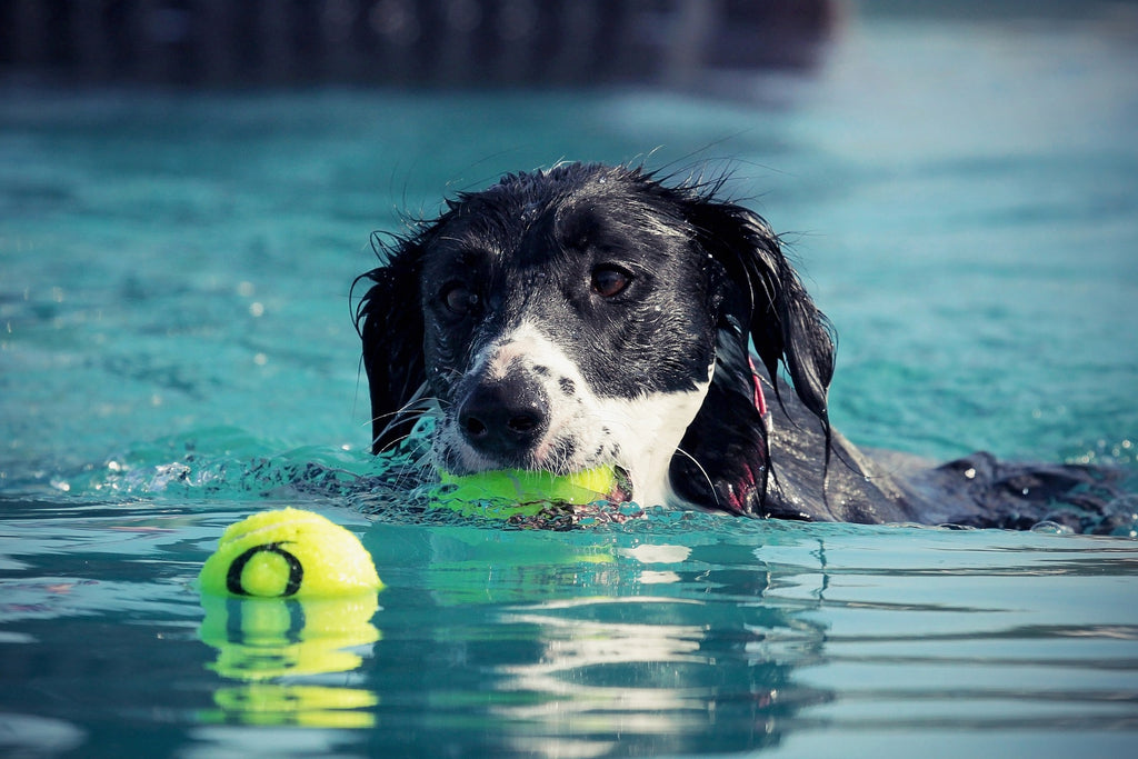 Revitalizing Rover: The Transformative Impact of Regular Exercise on Your Dog's Well-being