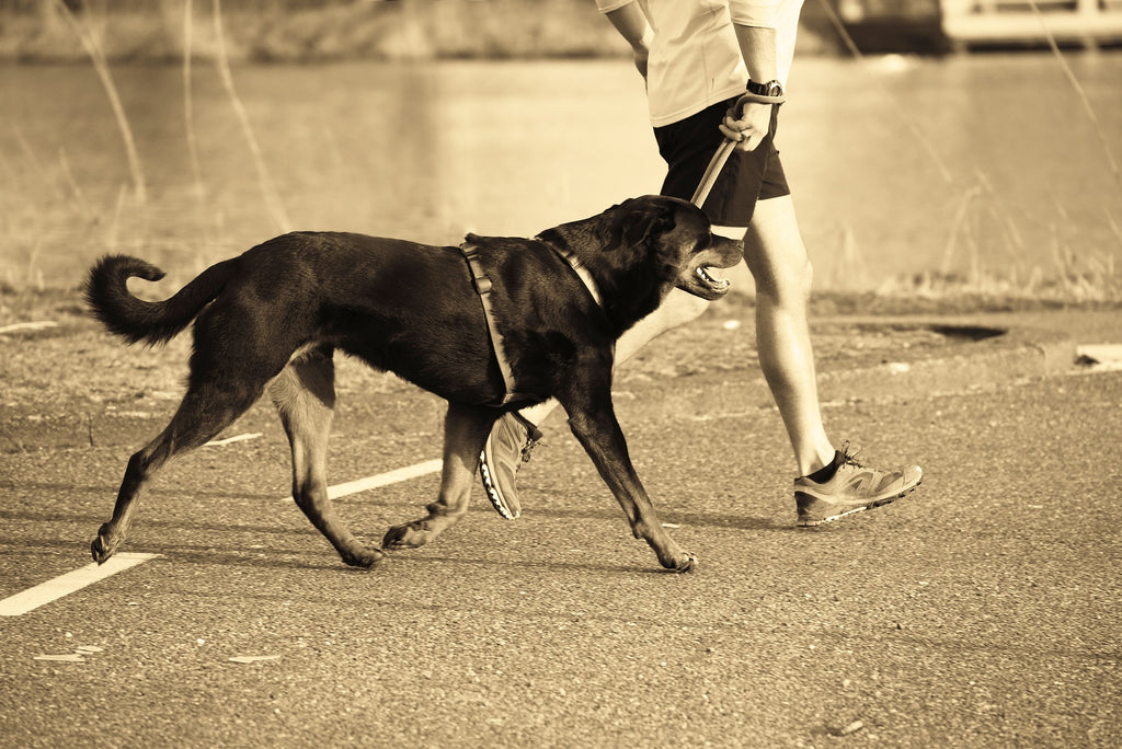 Pawsitive Prevention: Mitigating Separation Anxiety in Dogs through Regular Walks