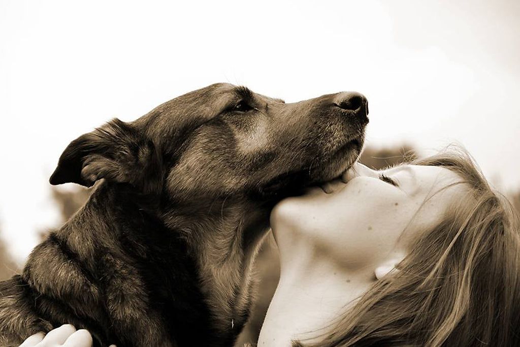 Unleashing Understanding: Deciphering Dog Behavior and Body Language for Enhanced Relationships