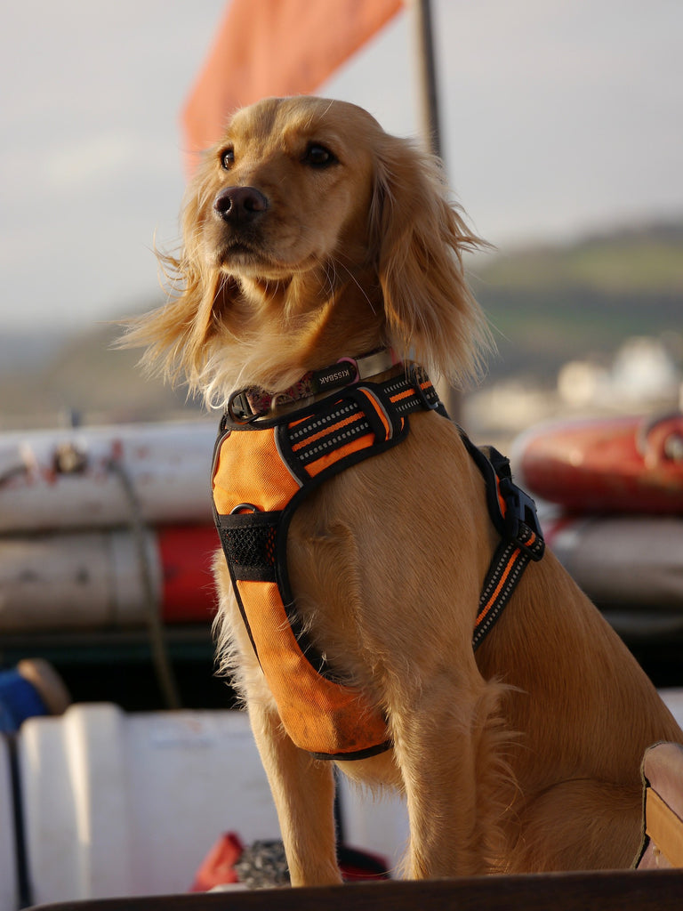 The Complete Guide to Front-Clip vs. Back-Clip Dog Harnesses