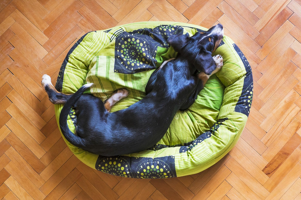 The Pawfect Perch: Your Ultimate Guide to Selecting the Ideal Dog Bed