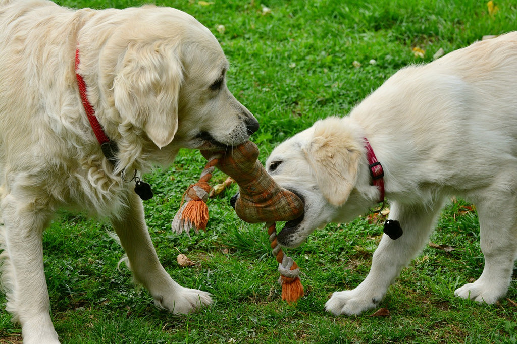 Playtime Perfection: The Ultimate Guide to Dog Toys for Maximizing Canine Wellness