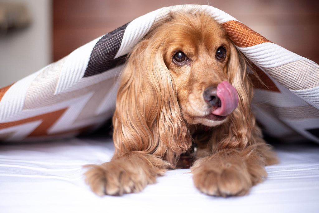 Achieving Canine Comfort: Essential Tips and Tricks for Mastering Dog Bed Hygiene