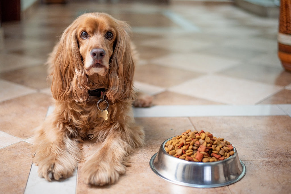 Balancing Bowls: Perfecting Your Dog's Diet for Optimal Health