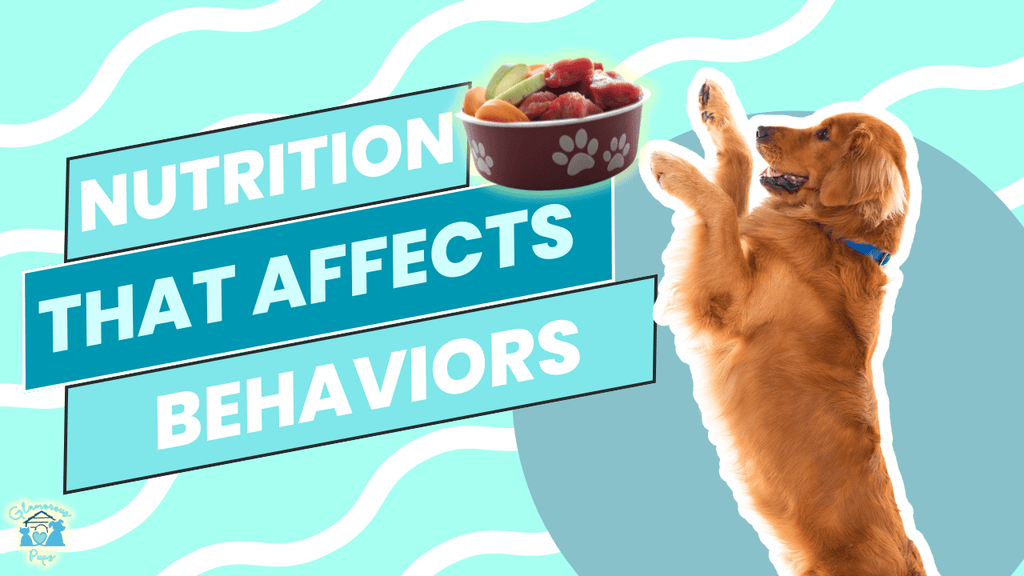 Fueling Good Behavior: How Nutrition Affects Your Dog's Conduct
