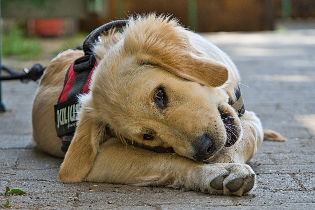 Deciding on the Right Equipment for Your Canine Companion: Understanding Harnesses versus Collars