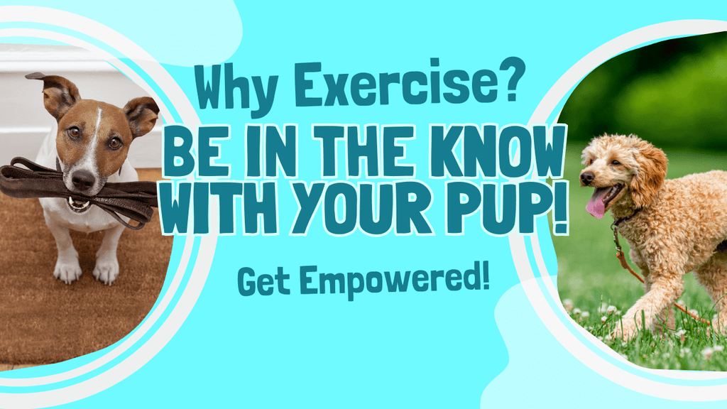 Health Benefits of Regular Exercise: Keep Your Pup Happy & Fit!