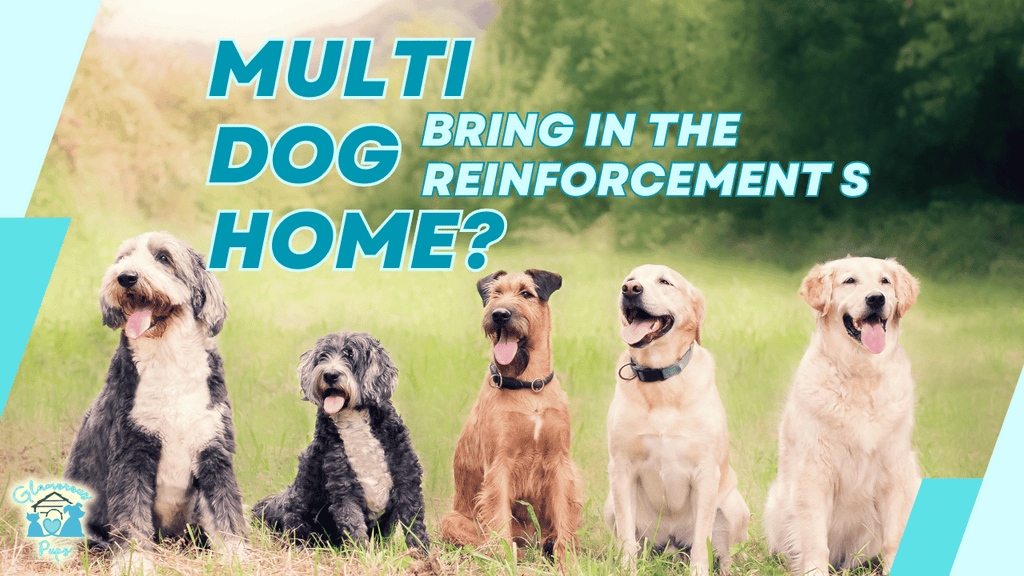 Happy Dog House: Fun Safety Tips for Living with Multiple Pups!