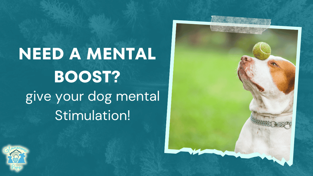 Unleash Your Pup’s Potential: Fun Exercise & Mental Stimulation Tips!