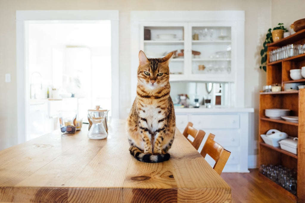 Top Tips for Understanding and Reducing Feline Anxiety