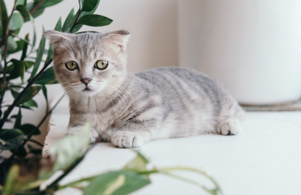 Discover the Most Effective Methods for Soothing Your Feline's Nerves