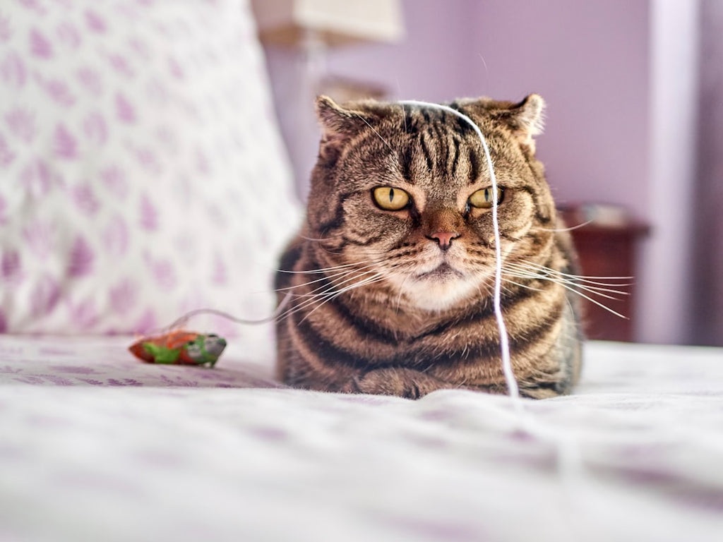 The Ultimate Cat Calming Guide: From Recognition to Relief