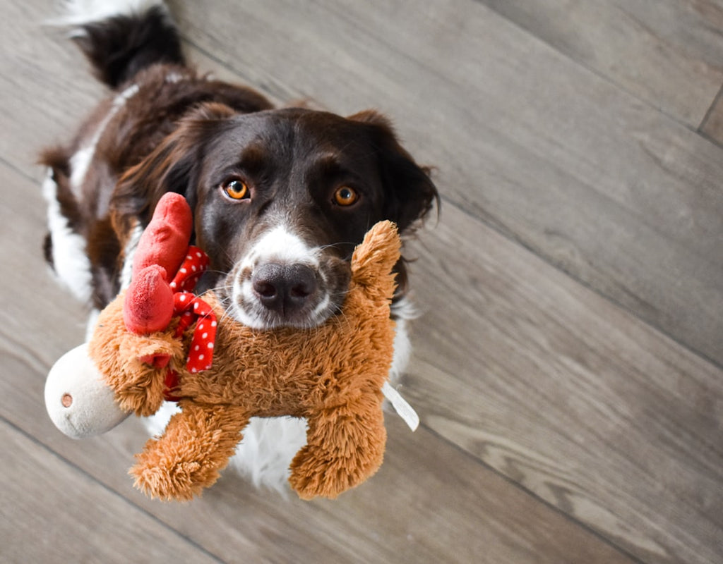 Choosing Tail-Wagging Toys: A Guide to Enhancing Your Pet's Well-being