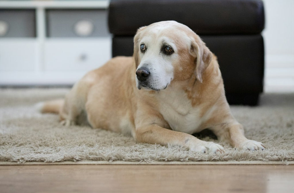 The Most Effective Strategies for Supporting Senior Pups